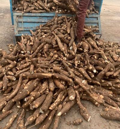 cassava fens