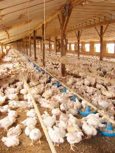fens poultry